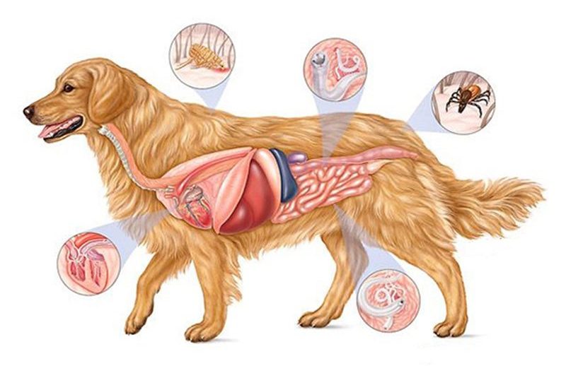 Köpekler İçin Kalp Kurdu Hastalıklarını Önleyen İlaçlar - Yavru - 